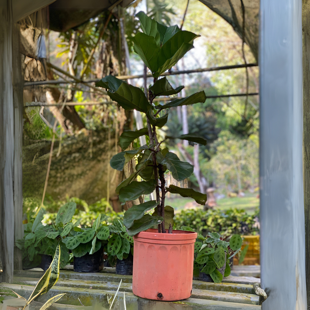 Ficus Lyrata