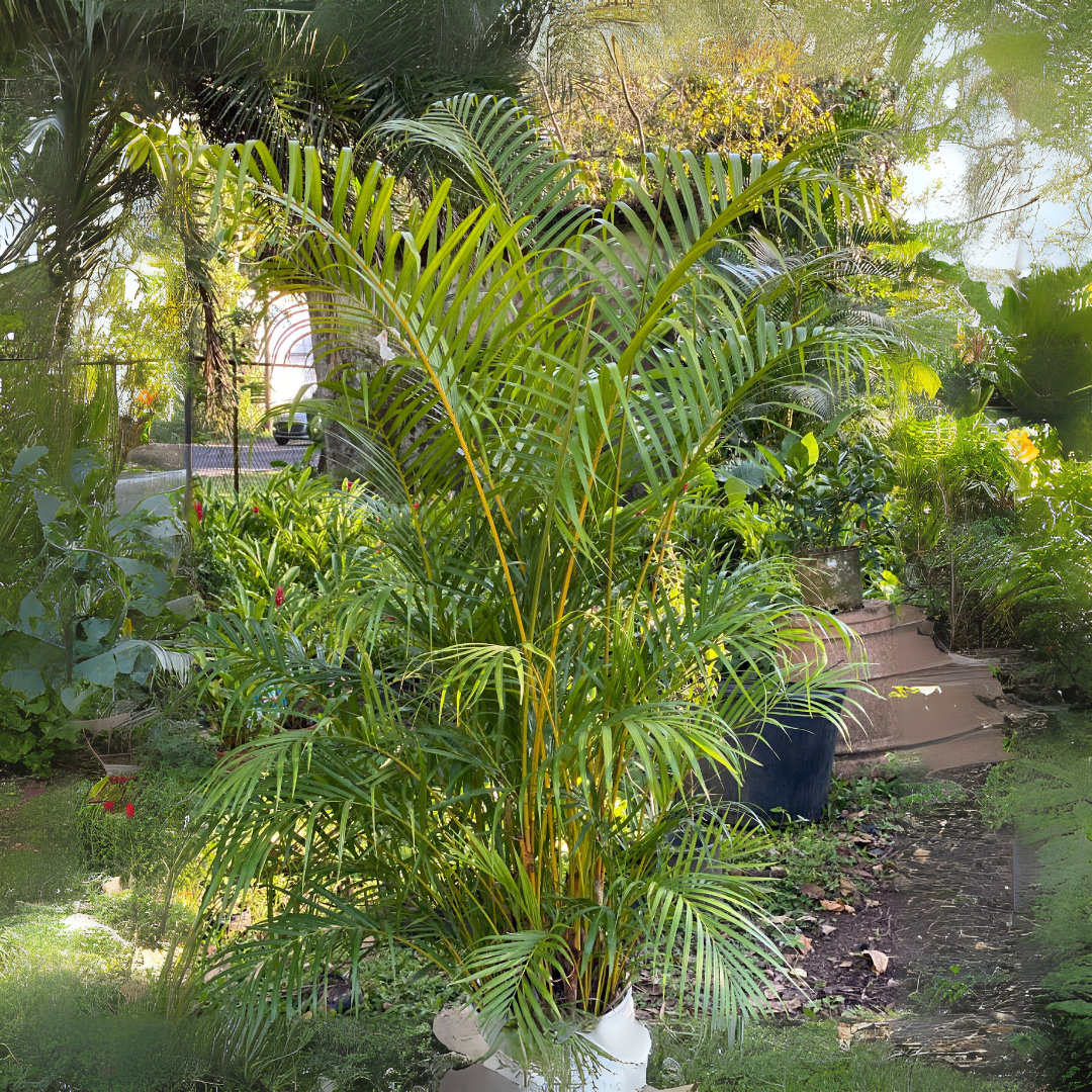 palma cubana planta Palma Cubana