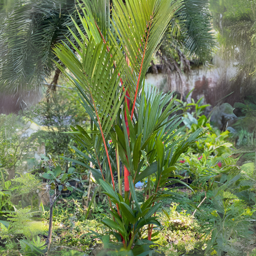 palma roja planta Palma Roja